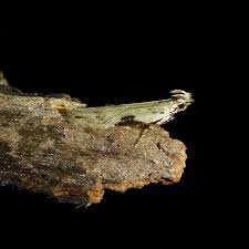 Attēlu rezultāti vaicājumam “Hypatima rhomboidella”