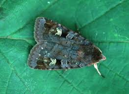 Attēlu rezultāti vaicājumam “Diarsia brunnea”