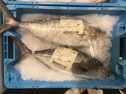 Image result for Lichia amia