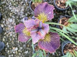 Attēlu rezultāti vaicājumam “Iris sibirica leaf”