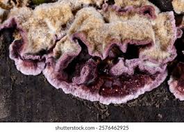 Attēlu rezultāti vaicājumam “Chondrostereum purpureum”