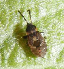 Attēlu rezultāti vaicājumam “Scolopostethus thomsoni”