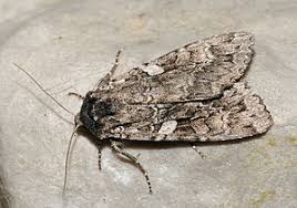 Attēlu rezultāti vaicājumam “Eurois occulta”