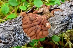 Attēlu rezultāti vaicājumam “Hypocreopsis lichenoides”