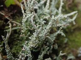 Attēlu rezultāti vaicājumam “Cladonia norvegica”