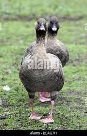 Attēlu rezultāti vaicājumam “Anser brachyrhynchus adult”