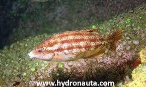 Image result for Symphodus bailloni