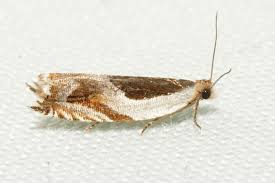 Attēlu rezultāti vaicājumam “Ancylis apicella”