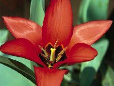 Attēlu rezultāti vaicājumam “Liceaceae”