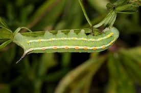 Attēlu rezultāti vaicājumam “Hyles gallii”