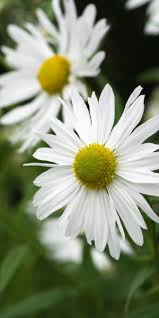 Image result for Leucanthemella serotina