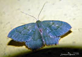 Attēlu rezultāti vaicājumam “Hemithea aestivaria”