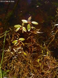 Attēlu rezultāti vaicājumam “Potamogeton rutilus”