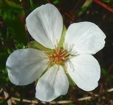 Attēlu rezultāti vaicājumam “Rubus chamaemorus flower”