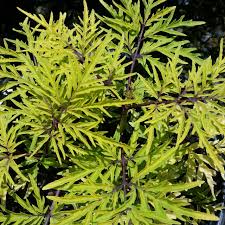 Attēlu rezultāti vaicājumam “Sambucus racemosa”