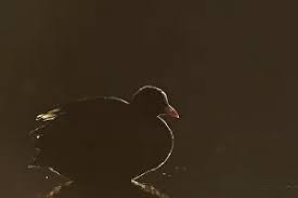 Attēlu rezultāti vaicājumam “Fulica atra adult”