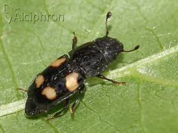 Attēlu rezultāti vaicājumam “Glischrochilus quadripunctatus imago”