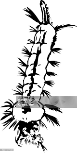 Attēlu rezultāti vaicājumam “Culex pipiens larva”