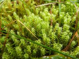 Attēlu rezultāti vaicājumam “Campylium stellatum”