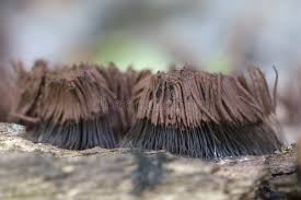 Attēlu rezultāti vaicājumam “Stemonitis fusca plasmodium”