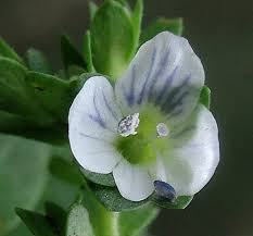 Attēlu rezultāti vaicājumam “Veronica serpyllifolia”