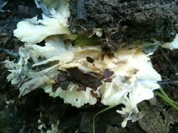 Attēlu rezultāti vaicājumam “Sebacina incrustans”