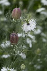 Image result for Nigella damascena