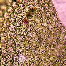 Attēlu rezultāti vaicājumam “Scapania apiculata”