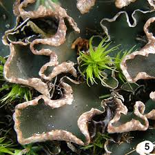 Attēlu rezultāti vaicājumam “Peltigera malacea”