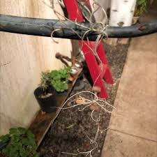 Attēlu rezultāti vaicājumam “Corynephorus canescens leaf”