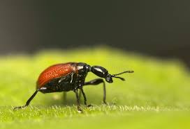 Attēlu rezultāti vaicājumam “Apoderus coryli”