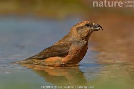 Image result for Loxia curvirostra