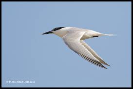 Attēlu rezultāti vaicājumam “Sterna sandvicensis”