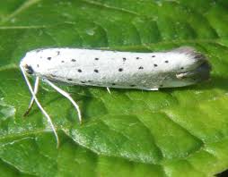 Attēlu rezultāti vaicājumam “Yponomeuta malinellus / cagnagella”