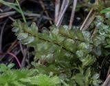 Attēlu rezultāti vaicājumam “Pseudobryum cinclidioides”