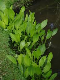 Attēlu rezultāti vaicājumam “Alisma plantago-aquatica leaf”