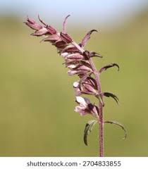 Attēlu rezultāti vaicājumam “Odontites vulgaris”