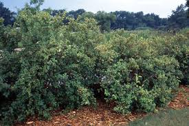 Attēlu rezultāti vaicājumam “Physarum luteolum sessile”