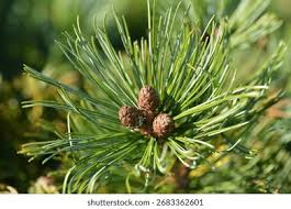 Attēlu rezultāti vaicājumam “Pinus pumila”