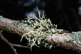 Attēlu rezultāti vaicājumam “Evernia mesomorpha”