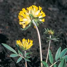 Image result for Anthyllis vulneraria rubra