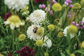 Attēlu rezultāti vaicājumam “Centaurea scabiosa fruit”