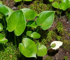 Attēlu rezultāti vaicājumam “Calla palustris leaf”