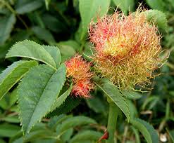 Attēlu rezultāti vaicājumam “Diplolepis rosae”