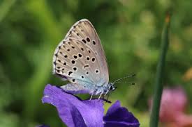 Attēlu rezultāti vaicājumam “Phengaris arion upperside”
