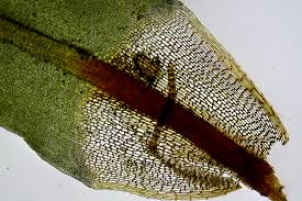 Attēlu rezultāti vaicājumam “Encalypta streptocarpa”