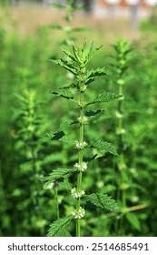 Attēlu rezultāti vaicājumam “Lycopus europaeus”