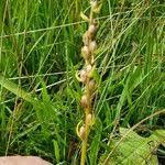 Attēlu rezultāti vaicājumam “Herminium monorchis leaf”