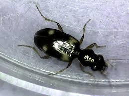 Attēlu rezultāti vaicājumam “Bembidion quadrimaculatum”