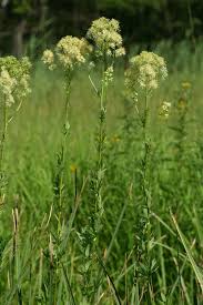 Attēlu rezultāti vaicājumam “Thalictrum flavum flower”